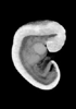 day 32 human embryo MRI animation