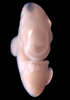 day 33 human embryo photograph