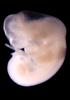 day 33 human embryo photograph