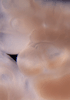 day 33 human embryo photograph