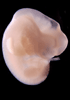 day 33 human embryo photograph
