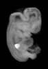 day 47 human embryo MRI animtaion