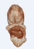 day 47 human embryo MRI animtaion