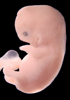 day 47 human embryo photograph