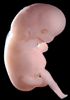 day 47 human embryo photograph
