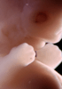 day 47 human embryo photograph