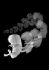 28-56 day human embryo time-lapse animation